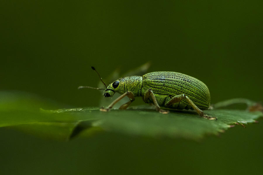 Insects Photograph - Phyllobius Virideaeris by Udrea Dan