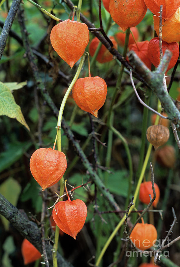 Physalis Franchetti Fruits Photograph by Maxine Adcock/science Photo Library