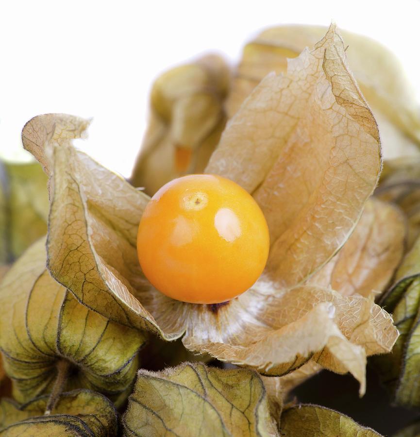 Physalis With Husk close-up Photograph by Chris Schfer