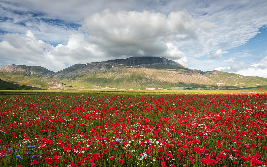 Pian Grande In Flower Photograph by Sergio Barboni