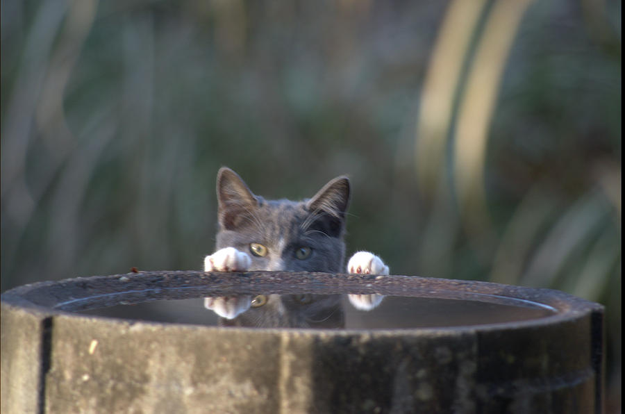 pic-a-boo by Buddy Scott pic-a-boo by Buddy Scott