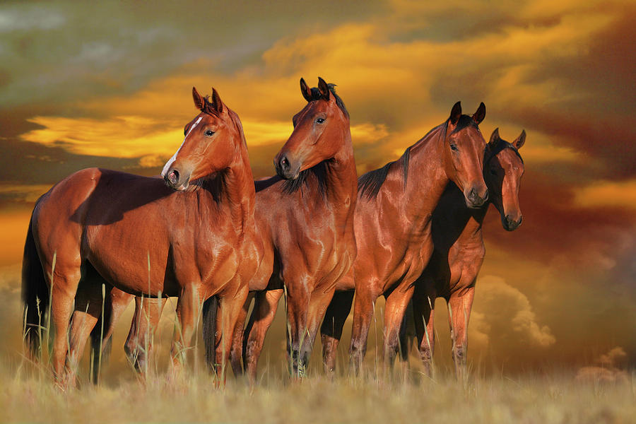 Sunset Photograph - Pic102sf Fantasy Horses by Bob Langrish Sunset Photograph - Pic102sf Fantasy Horses by Bob Langrish