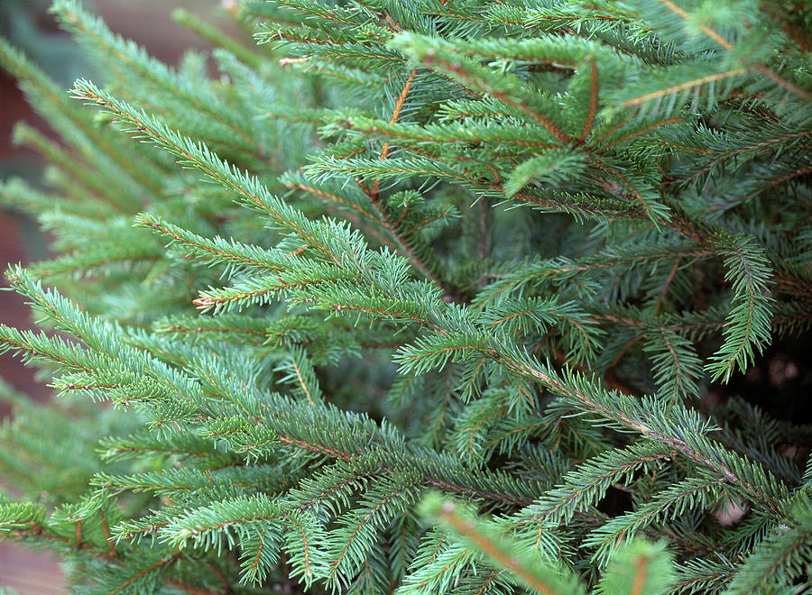 Picea Abies red Spruce Branch Photograph by Friedrich Strauss - Fine ...