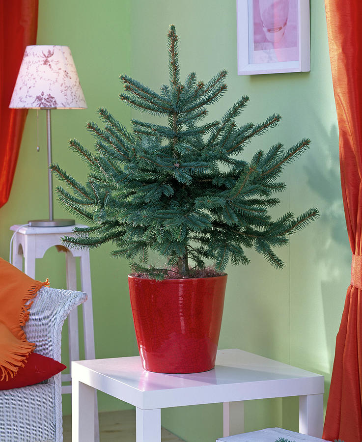 Picea Pungens glauca As A Living Christmas Tree, Unadorned Photograph by Friedrich Strauss