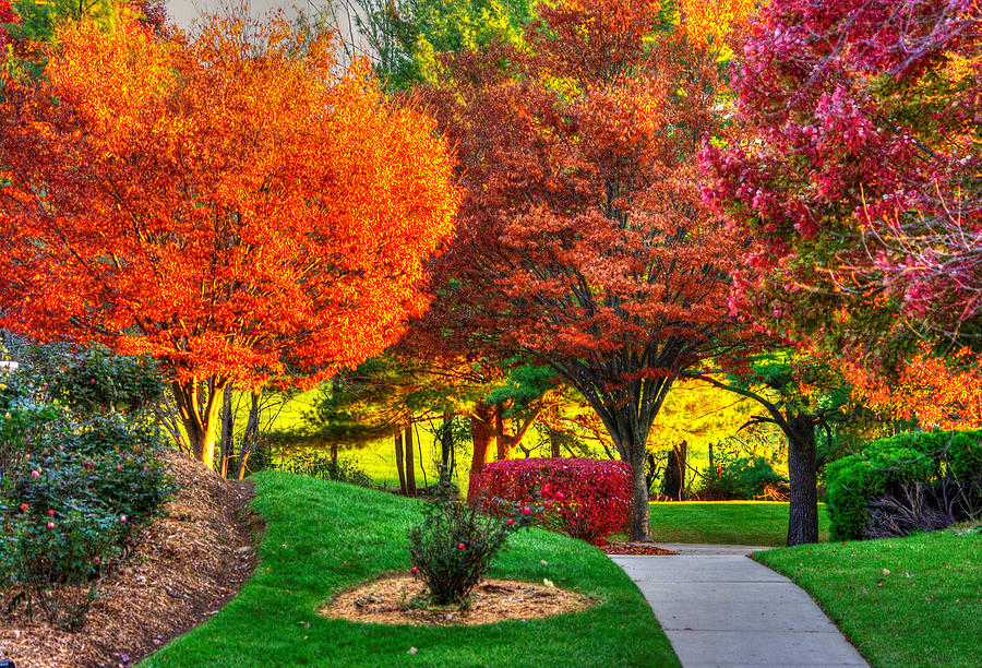 Pick A Color - Autumn Colorfest No. 1 - Mount Airy, Carroll County Maryland Photograph by Michael Mazaika
