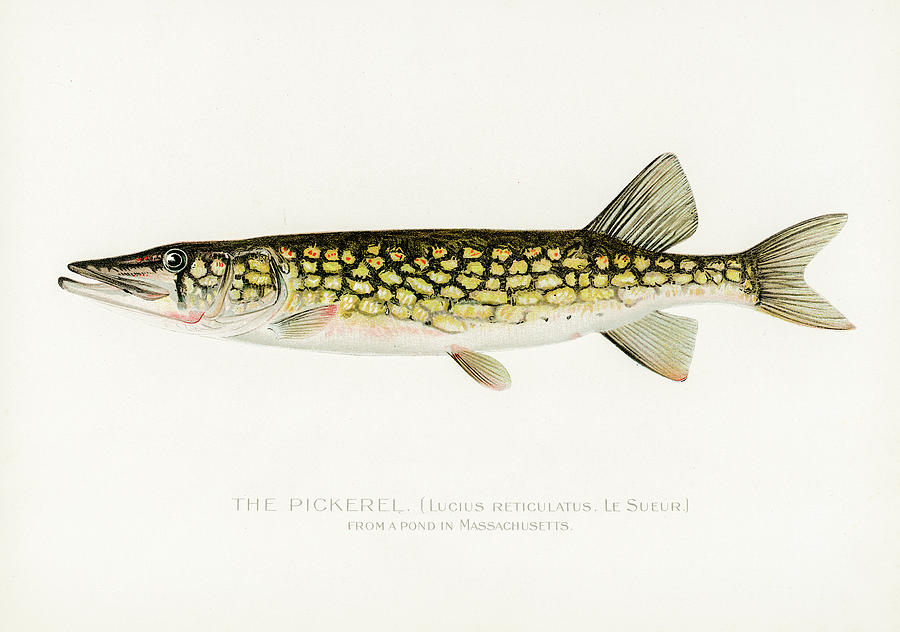 Pickerel Drawing by David Letts