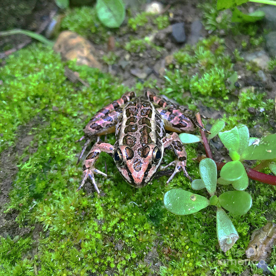 Pickerel Frog 1 Photograph by Amy E Fraser