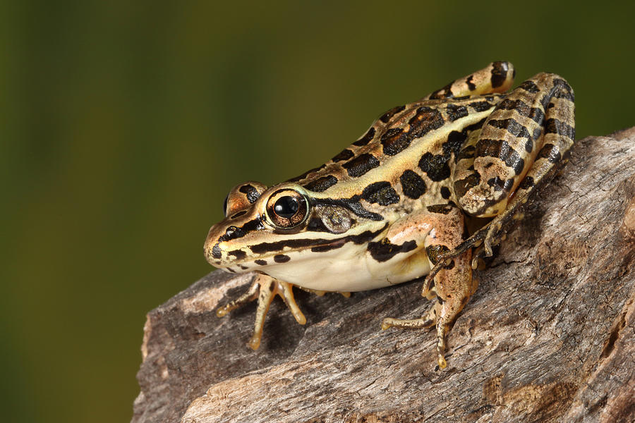 Pickerel Frog Lithobates Palustris Photograph by David Kenny | Fine Art ...