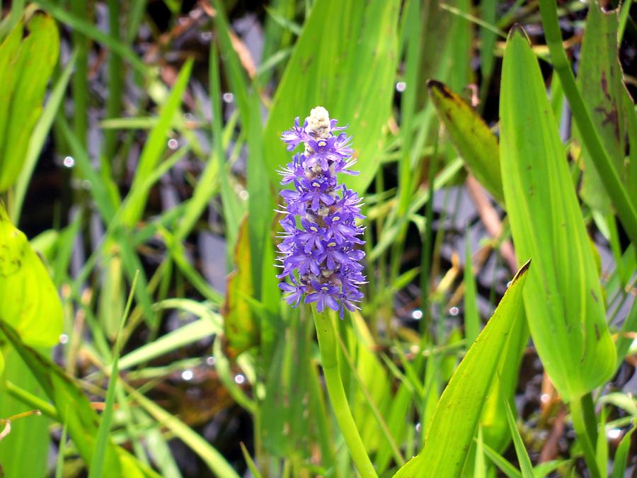Pickerel Weed  Photograph by Lindsey Floyd