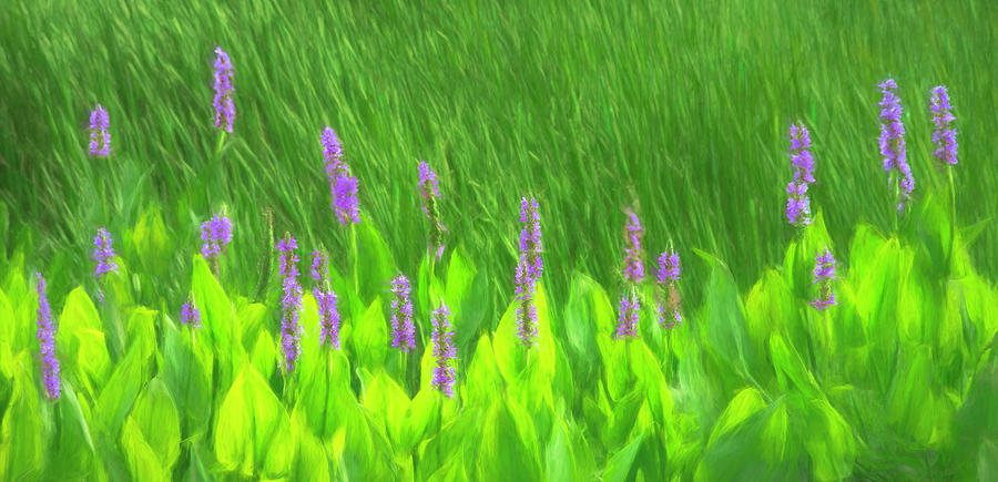 Pickerel Weed Panorama - Painted Photograph by Mitch Spence