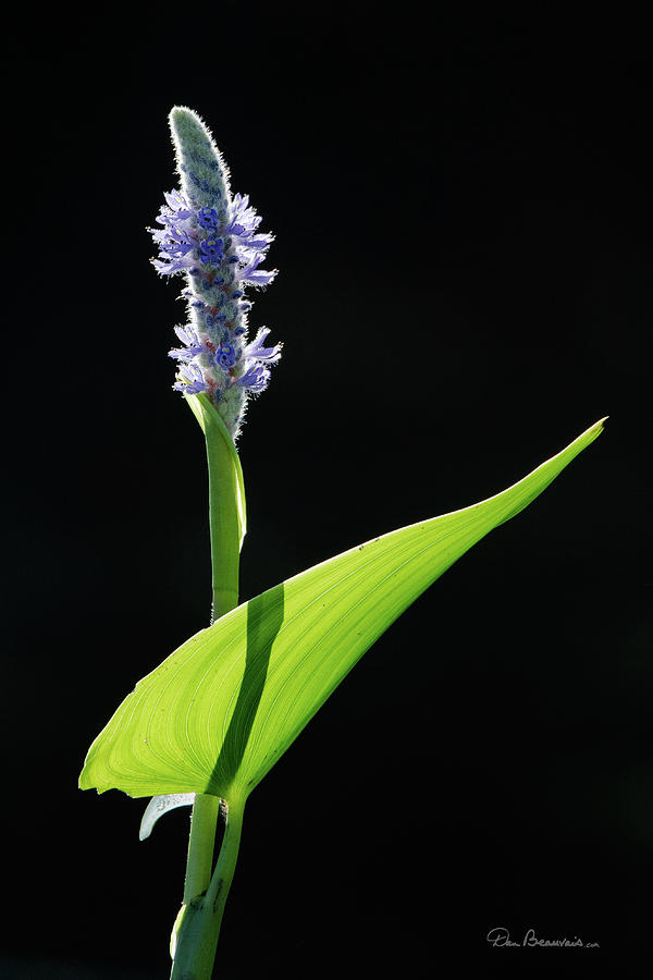 Pickerelweed 4169 Photograph by Dan Beauvais