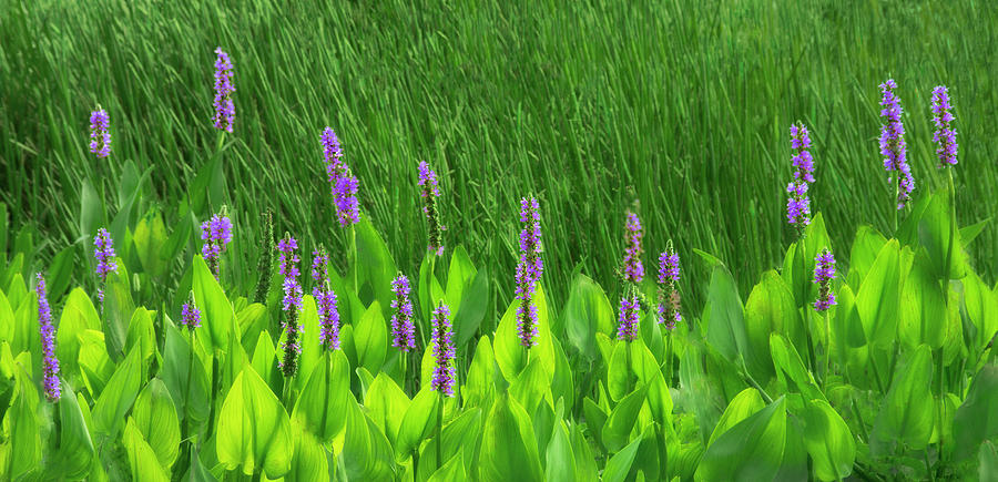 Pickerel Weed Panorama Photograph by Mitch Spence