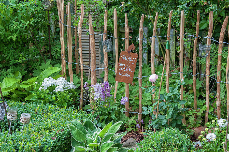 Picket Fence In Garden Bed With Rose, Delphinium, Phlox, Hosta And Boxwood Photograph by Gudrun Itt