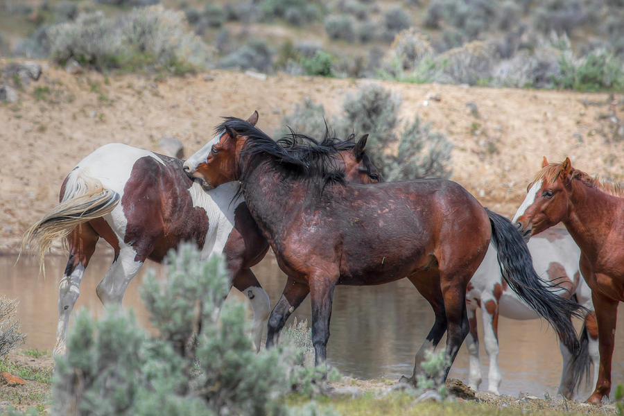 Wildlife Photograph - Picking a Fight - South Steens Mustangs 01029 by Kristina Rinell