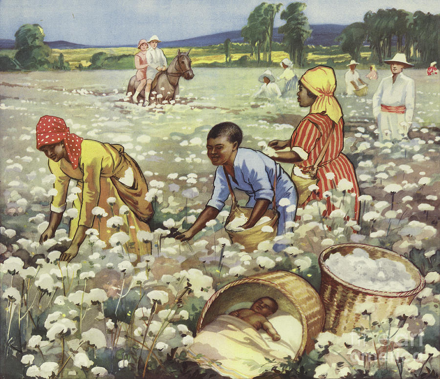 Picking Cotton On An American Plantation Drawing By English School 