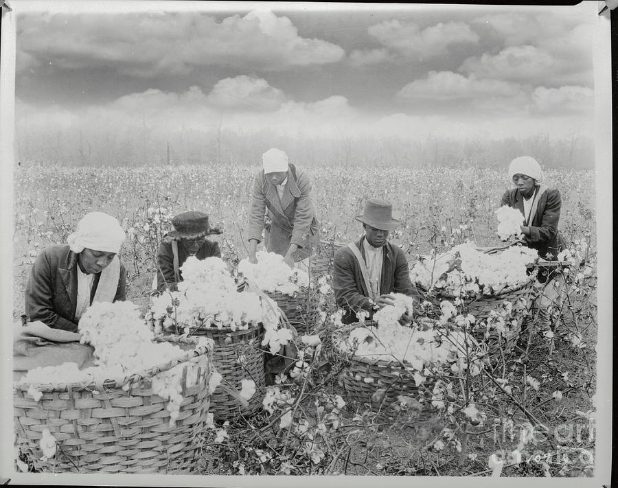 Picking Cotton On The Mississippi Delta Photograph by Bettmann