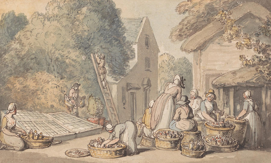 Picking Mulberries Drawing by Thomas Rowlandson