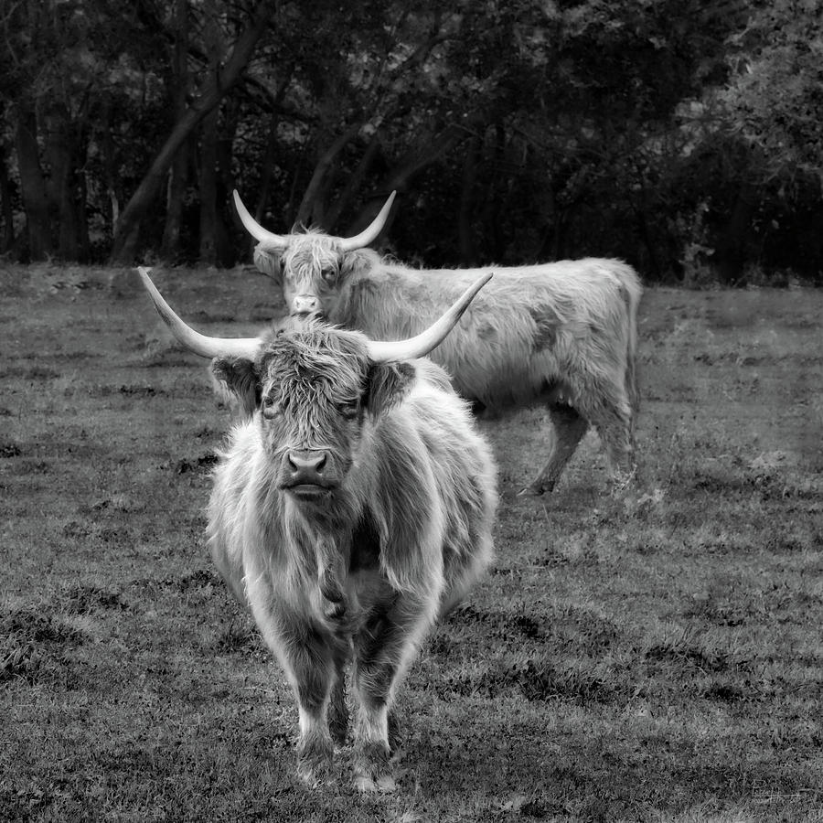 Picowsso  -  two Scottish Longhair cattle in pasture Photograph by Peter Herman
