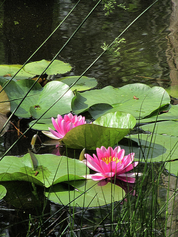 Picture Perfect Pink Waterlilies Photograph by Kathy Clark
