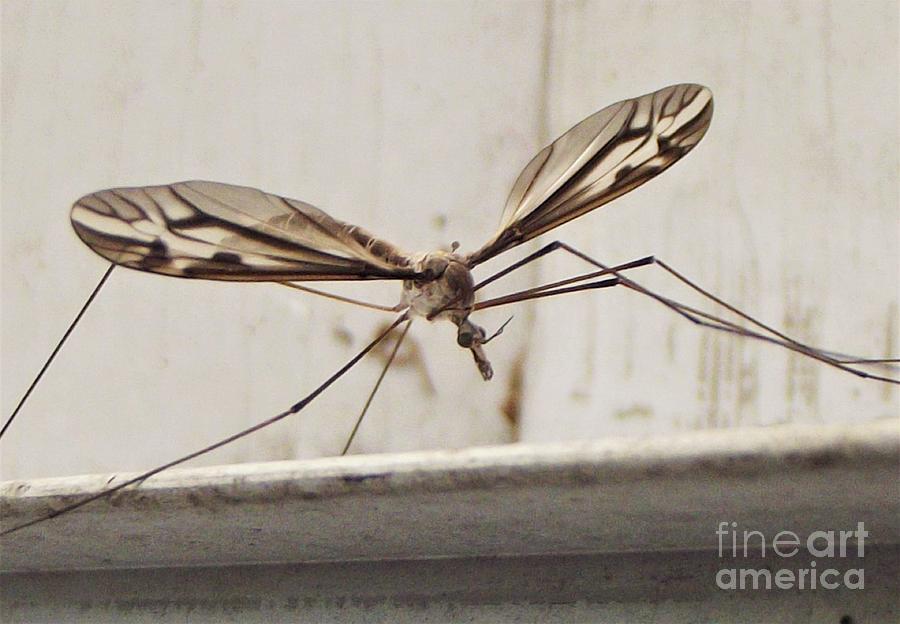 Summer Photograph - Picture Winged Crane Fly Portrait              September          Indiana by Rory Cubel