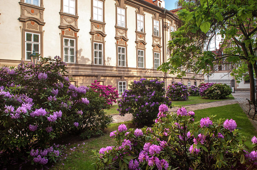 Picturesque Kolowrat Garden With Blooming Rhododendron 3 Photograph by Jenny Rainbow