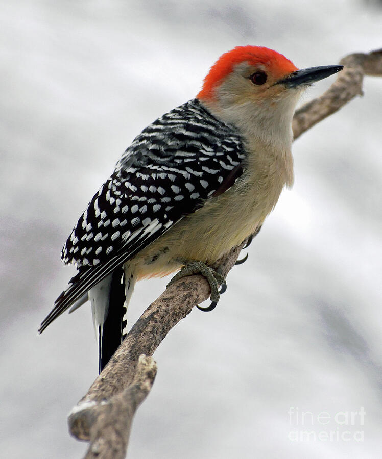 Picturesque Red-bellied Woodpecker Photograph