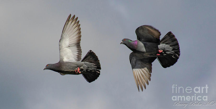 Pigeon pair Photograph by Barry Bohn