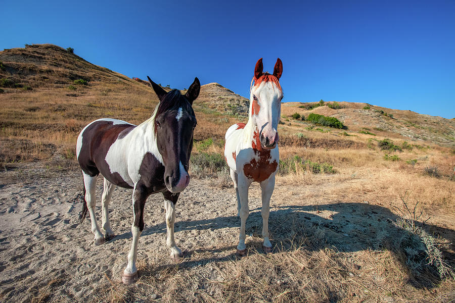 Horse Photograph - Piebald and Skewbald by Todd Klassy