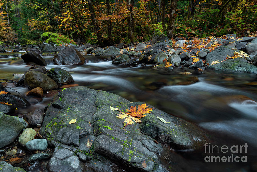 Pieces of Autumn Photograph by Michael Dawson