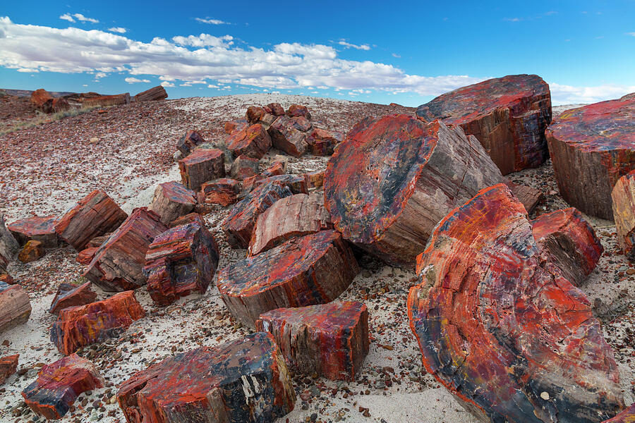 Pieces Of Petrified Trees / Wood, Petrified Forest National Photograph by Juan Carlos Munoz / Naturepl.com