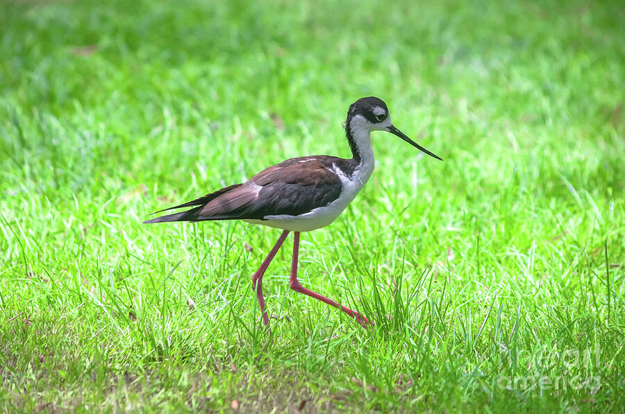 Pied Avocet Photograph by Michelle Meenawong