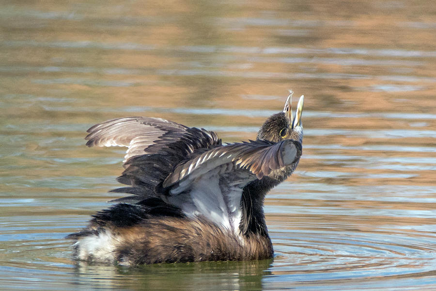 Pied-billed Grebe 1199-011719 Photograph by Tam Ryan