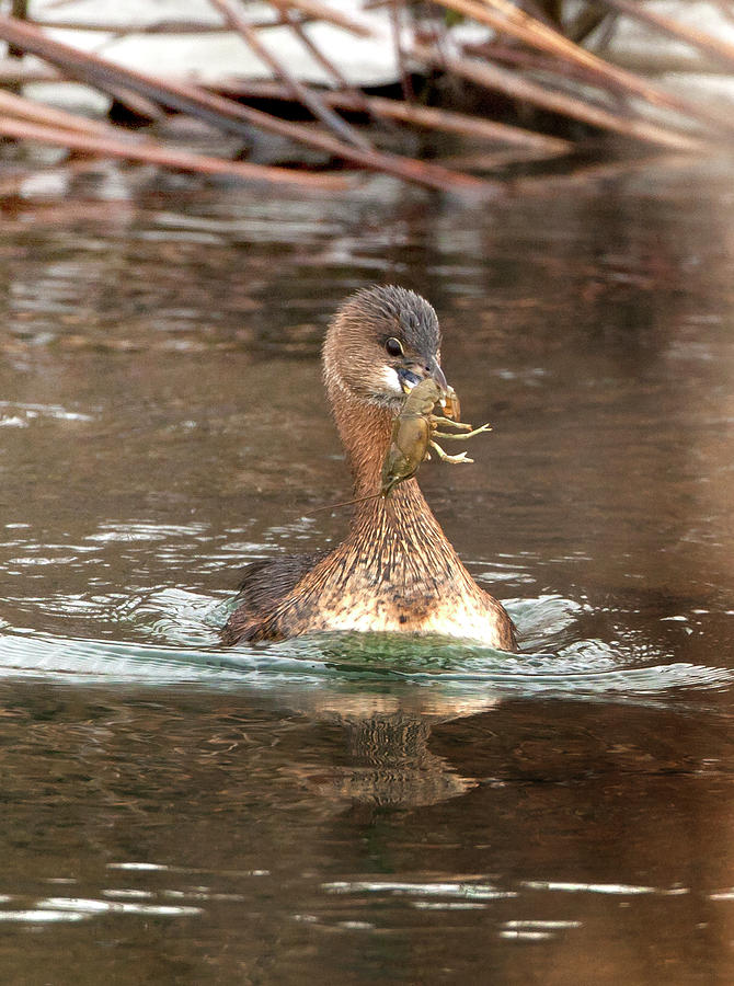 Pied Billed Grebe 1470 Podilymbus podiceps Photograph by Michael Trewet ...