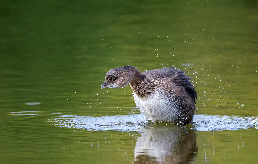 Pied-billed Grebe 2766-120118-1cr Photograph by Tam Ryan