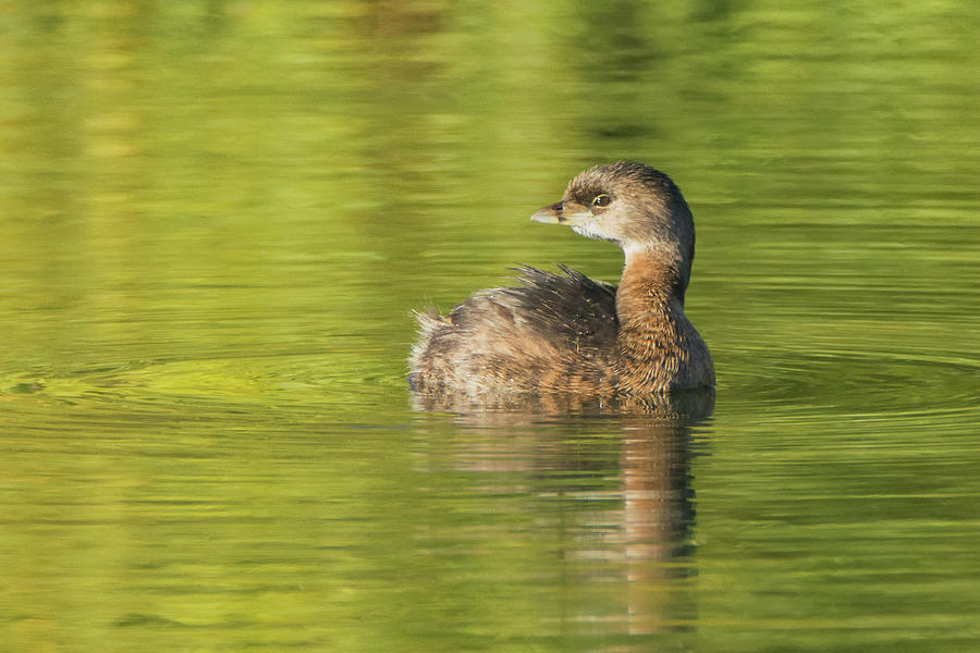 Pied-billed Grebe 2983-012819 Photograph by Tam Ryan
