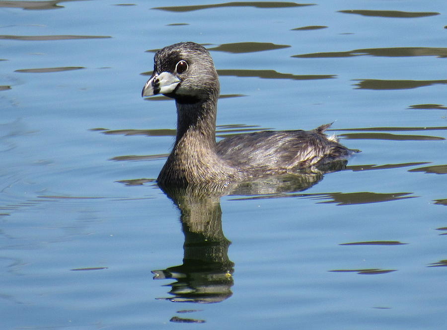 Pied-billed Grebe 4 Photograph by Adrienne Wilson