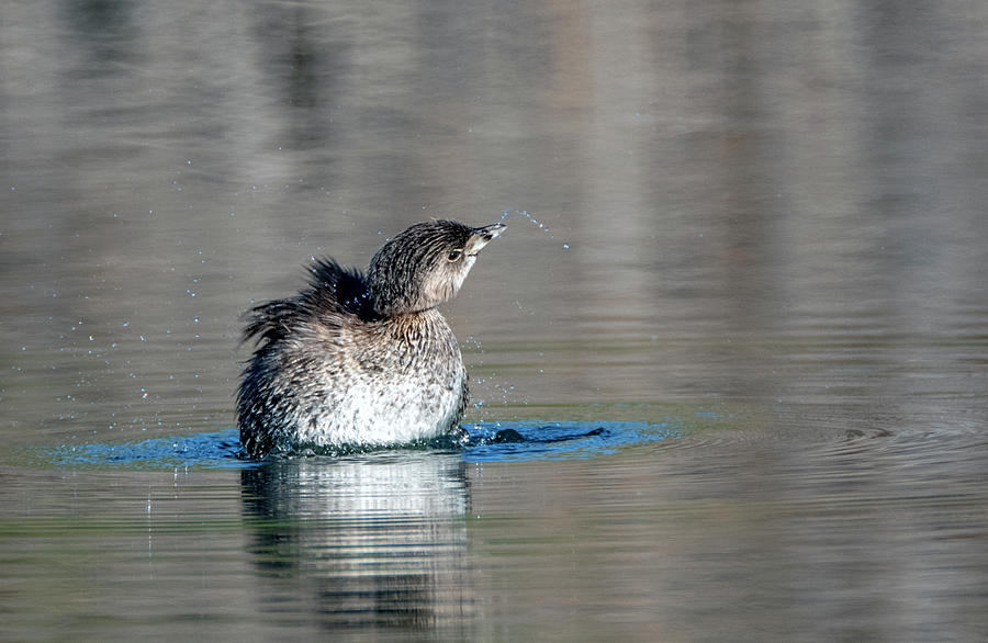 Pied-billed Grebe 9818-100719 Photograph by Tam Ryan