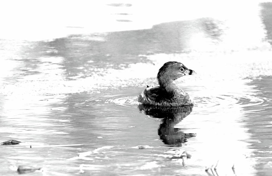Pied Billed Grebe Black And White Photograph by Debbie Oppermann