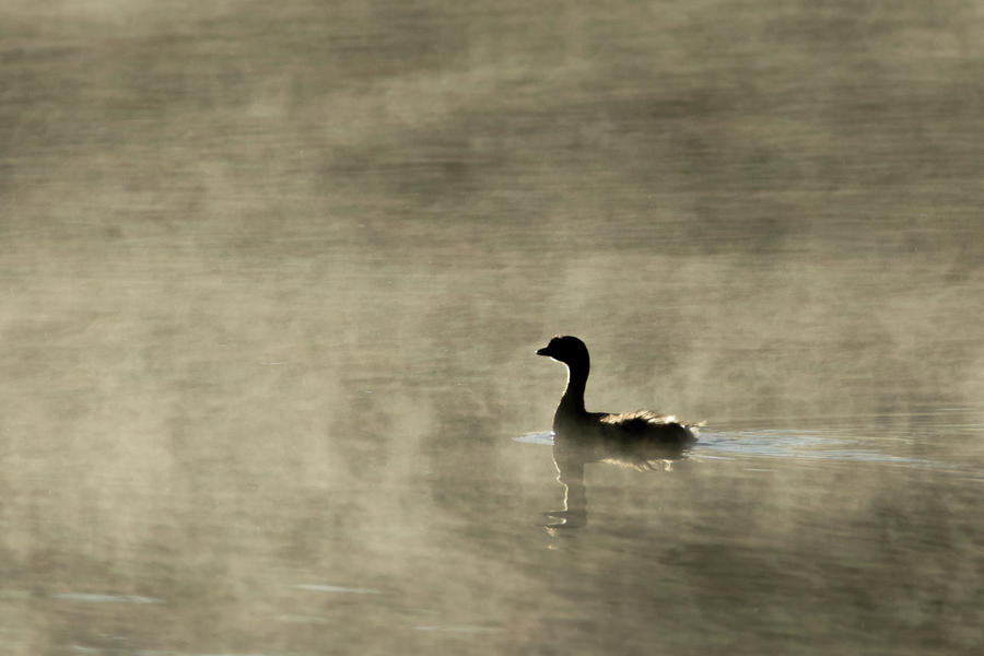 Pied-billed Grebe in the Mist 0438-010719-1 Photograph by Tam Ryan