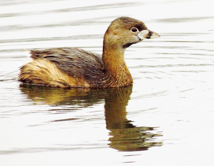 Pied-billed Grebe  Photograph by Lori Frisch
