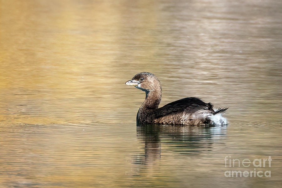 Pied-billed Grebe Photograph by Priscilla Burgers