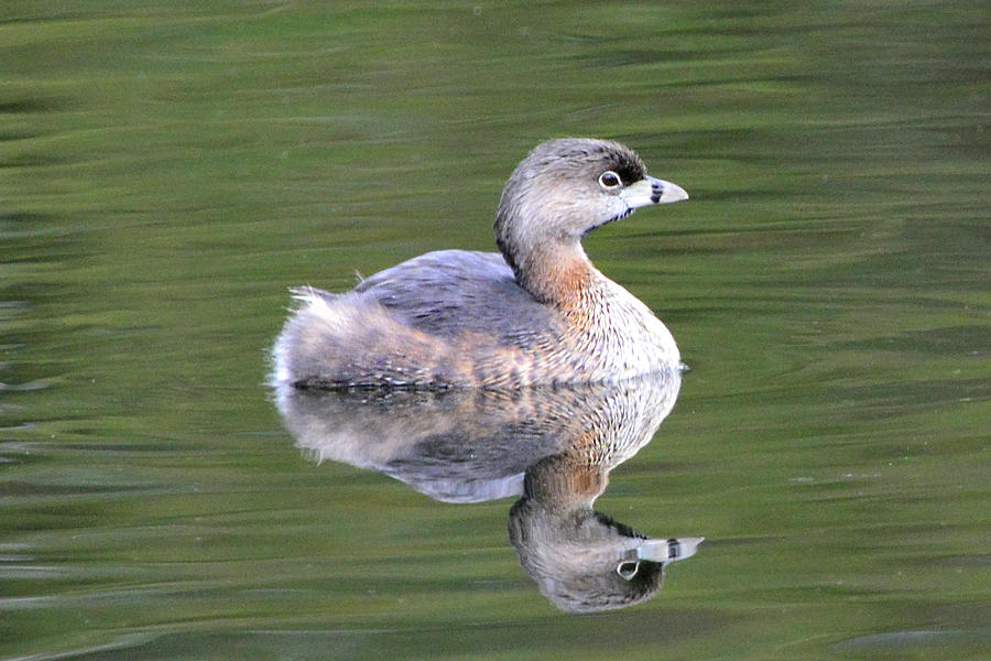 Pied Billed Grebe Reflecton Photograph by Jerry Griffin