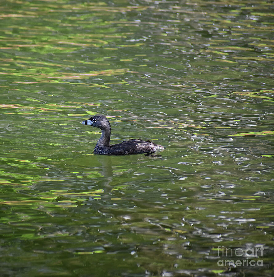 Pied Billed Grebe Photograph