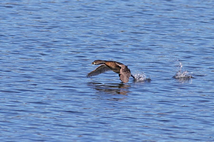 Pied-billed Grebe taking flight Photograph by Joseph Siebert - Fine Art ...