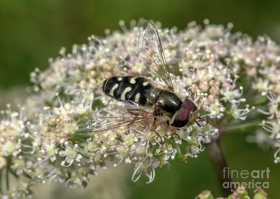 Pied Hoverfly Photograph by Bob Gibbons/science Photo Library