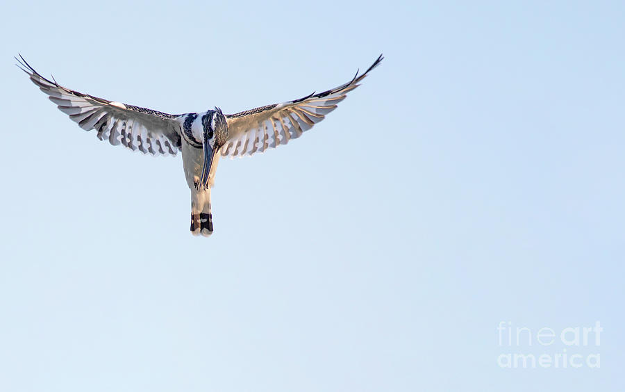 Pied Kingfisher Ceryle rudis hovering k1 Photograph by Hezi Shmueli