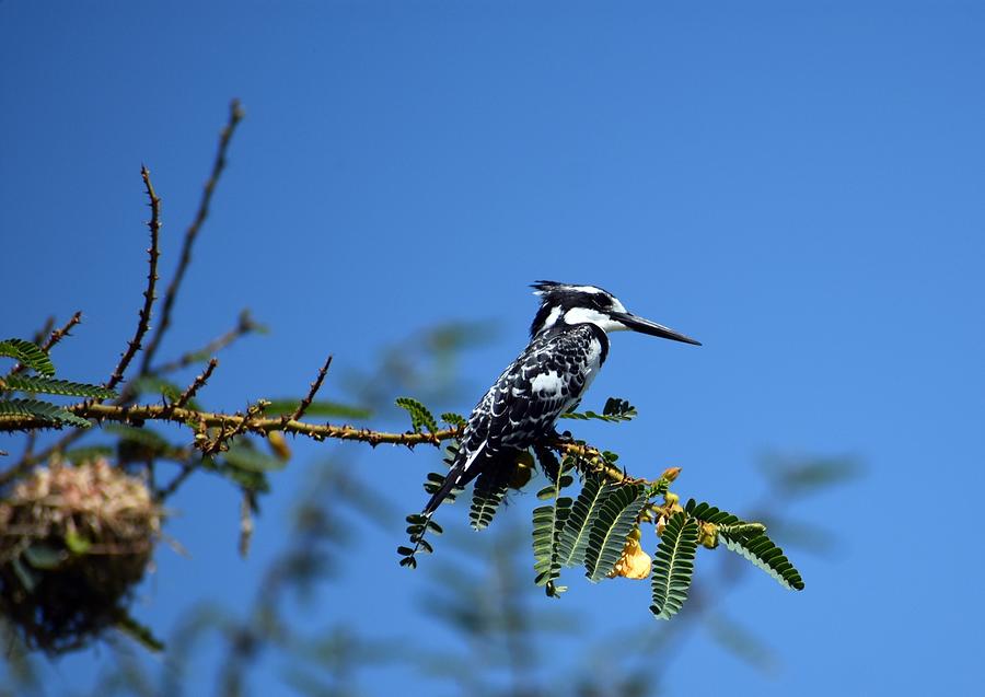 Pied Kingfisher Photograph by Marta Pawlowski