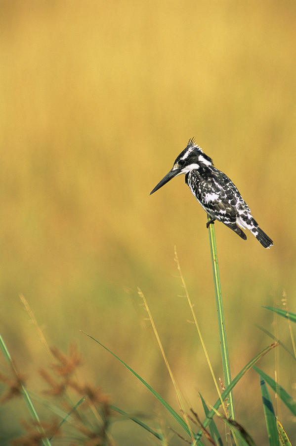 Pied Kingfisher On Alert Photograph by James Warwick