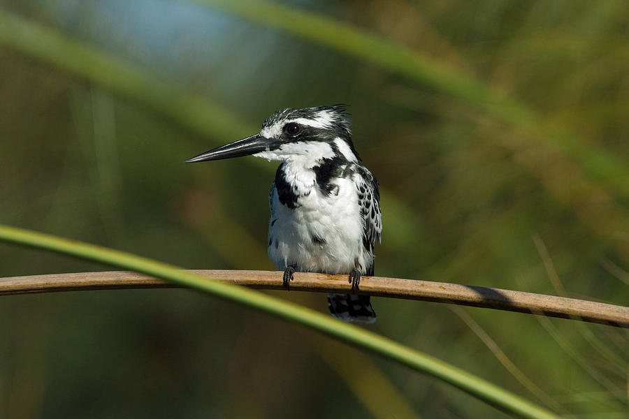 Pied Kingfisher On Papyrus Photograph by David Hosking