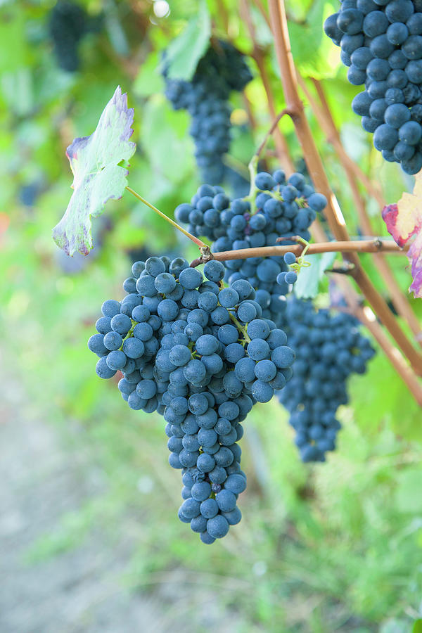 Piedmont, Nebbiolo Grapes, Italy Digital Art by Marco Arduino